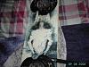 F/S with *pics*  Sparco Pro 2000 Seats, Konig Muniz Rims, Bsa Rims, Snowboard,-snowboard2.jpg
