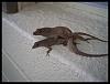 1995 Honda CIVIC HATCH - $00-lol-lizards.jpg