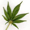 Happy 4/20 Everyone!!-marijuana-leaf.jpg