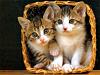 2 kitties &amp; 1 basket *NWS*-pictures-kittens-cats-2.jpg