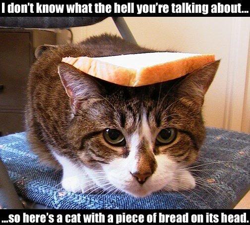 Name:  Breadcat.jpg
Views: 19
Size:  58.9 KB
