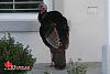 Big-ass Turkey roams my hood... (pics)-turkey-1-00001.jpg