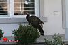 Big-ass Turkey roams my hood... (pics)-turkey-1-00003.jpg