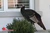 Big-ass Turkey roams my hood... (pics)-turkey-1-00002.jpg