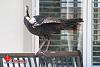 Big-ass Turkey roams my hood... (pics)-turkey-1-00004.jpg