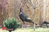Big-ass Turkey roams my hood... (pics)-turkey-1-00005.jpg