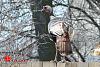 Big-ass Turkey roams my hood... (pics)-turkey-1-00006.jpg