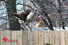 Big-ass Turkey roams my hood... (pics)-turkey-1-00007.jpg