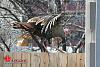 Big-ass Turkey roams my hood... (pics)-turkey-1-00008.jpg