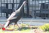 Big-ass Turkey roams my hood... (pics)-turkey-2-00001.jpg
