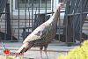 Big-ass Turkey roams my hood... (pics)-turkey-2-00002.jpg