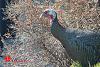 Big-ass Turkey roams my hood... (pics)-turkey-2-00003.jpg