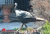 Big-ass Turkey roams my hood... (pics)-turkey-2-00004.jpg