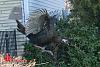 Big-ass Turkey roams my hood... (pics)-turkey-2-00005.jpg