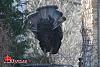 Big-ass Turkey roams my hood... (pics)-turkey-2-00007.jpg