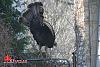 Big-ass Turkey roams my hood... (pics)-turkey-2-00008.jpg