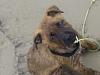pics of the puppy-aww.jpg
