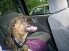 pics of the puppy-awwwww.jpg