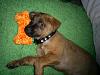pics of the puppy-doggy.jpg
