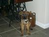 pics of the puppy-ddddddddfff.jpg