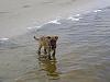 pics of the puppy-beaches.jpg