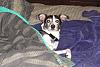 Adopting a Greyhound...-spunkyb.jpg