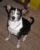 Adopting a Greyhound...-spunkya.jpg