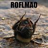 Very Scary-lol-bee.jpg
