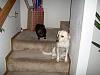 Pets?-picture-032.jpg