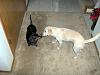 Pets?-picture-031.jpg