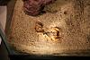 New Pet...Paar, stay away!-hobgoblin1.jpg