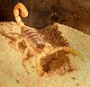 New Pet, Part 2...-img_1150.jpg