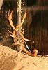 New Pet, Part 2...-img_1152.jpg