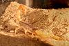 New Pet, Part 2...-img_1156.jpg