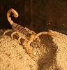 New Pet, Part 2...-img_1160.jpg