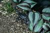 New Pet, Part 2...-img_1165.jpg