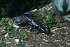 New Pet, Part 2...-img_1166.jpg
