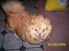 So, who wants to see pics of the new pet?-lil-.jpg