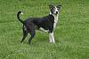 So, who wants to see pics of the new pet?-digirebpics-136.jpg
