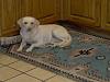 photo's of yr. pets-picture-544.jpg