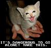 i have something to say-funny_cat_pictures_28.jpg