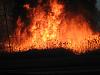 sweet fire-img_2233-medium-.jpg