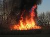 sweet fire-hippo.jpg