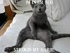 Gotta do it, these things crack me up.-cat-strokinhairball.jpg