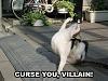 Gotta do it, these things crack me up.-curseyouvillain.jpg