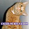 Gotta do it, these things crack me up.-wtf1.jpg