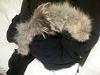 Fs - Canada Goose Jacket Womens-picture-009.jpg