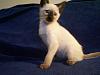 Siamese Kittens-100_2202.jpg