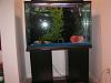 55 gallon fish tank-tank1.jpg