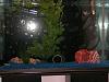 55 gallon fish tank-tank2.jpg